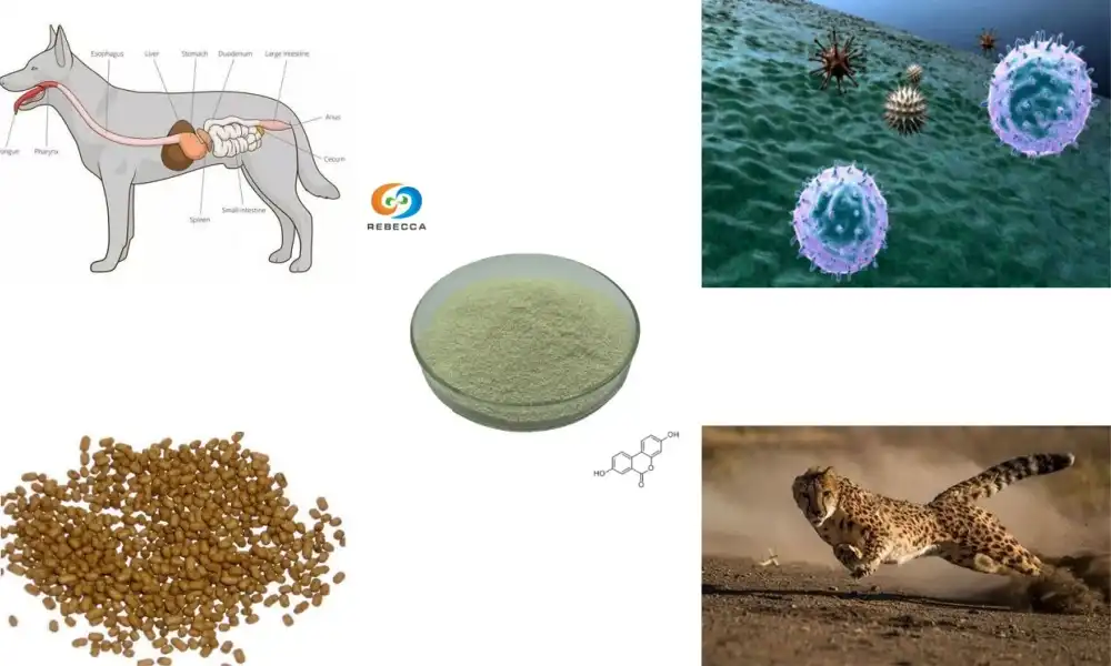 Can Urolithin A powder be used in animal feed?